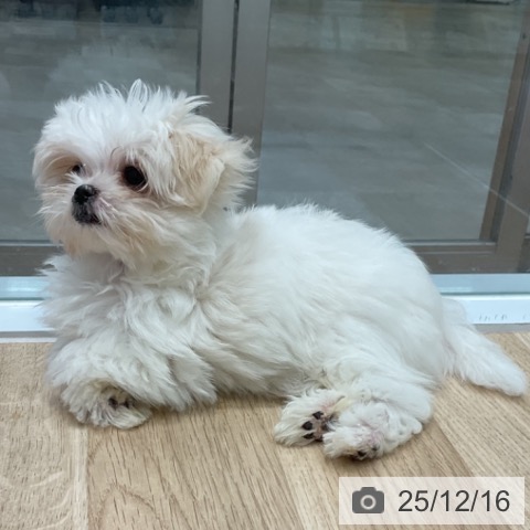 愛知県のマルチーズ (ペットプラス 熱田店/2025年9月24日生まれ/女の子/ホワイト)の子犬の3枚目の画像
