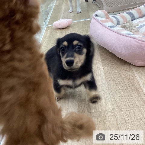 カニーンヘン・ダックスフンドの写真