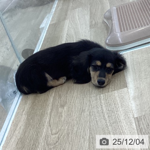 愛知県のカニンヘンダックスフンド(ロング) (ペットプラス 千音寺店/2025年9月24日生まれ/男の子/ブラックタン)の子犬の4枚目の画像