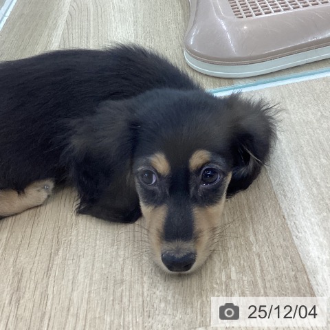 愛知県のカニンヘンダックスフンド(ロング) (ペットプラス 千音寺店/2025年9月24日生まれ/男の子/ブラックタン)の子犬の3枚目の画像