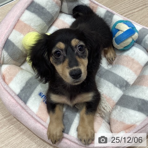 石川県のカニンヘンダックスフンド(ロング) (ペットプラス 白山店/2025年9月24日生まれ/女の子/ブラックタン)の子犬の4枚目の画像