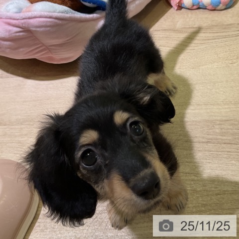 カニーンヘン・ダックスフンドの写真