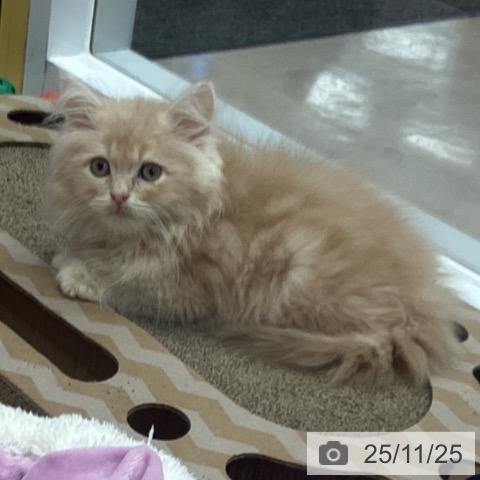 マンチカンの写真