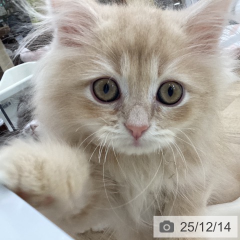 愛知県のマンチカン (ペットプラス 豊橋牧野店/2025年9月23日生まれ/男の子/クリームタビー)の子猫の4枚目の画像