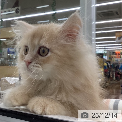 愛知県のマンチカン (ペットプラス 豊橋牧野店/2025年9月23日生まれ/男の子/クリームタビー)の子猫の3枚目の画像