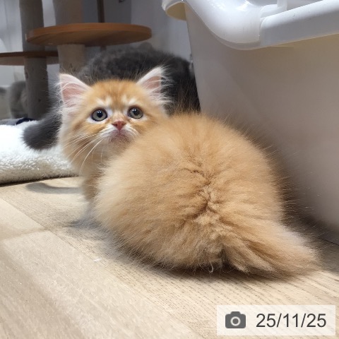 マンチカンの写真