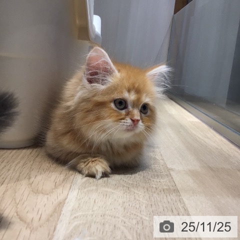 マンチカンの写真