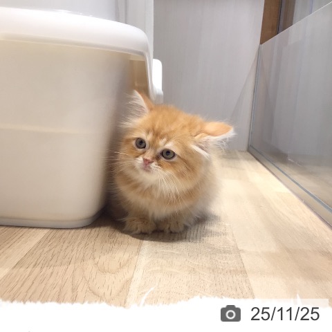 マンチカンの写真