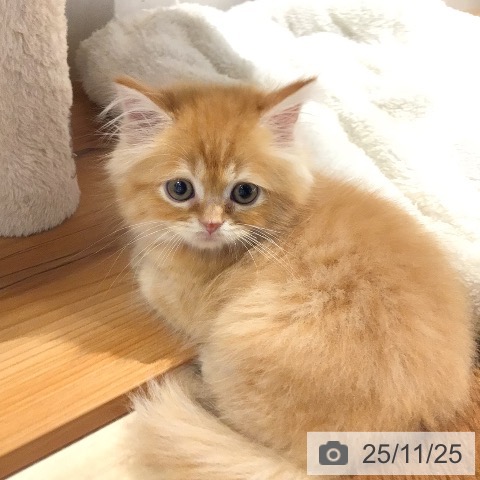 マンチカンの写真