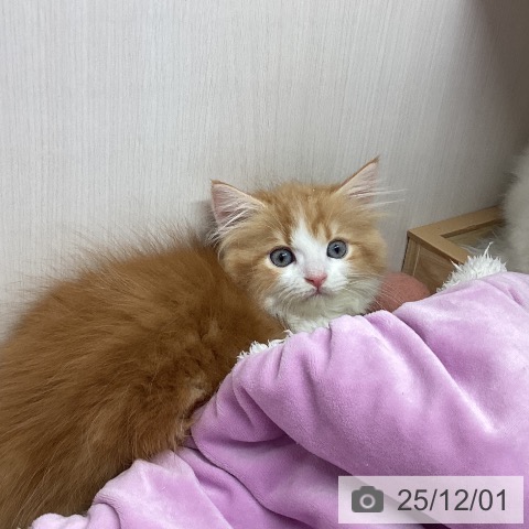 熊本県のラガマフィン (ペットプラス 熊本店/2025年9月20日生まれ/女の子/レッドタビーホワイト)の子猫の3枚目の画像