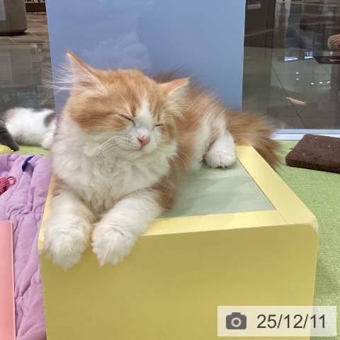 熊本県のラガマフィン (ペットプラス 熊本店/2025年9月20日生まれ/女の子/レッドタビーホワイト)の子猫の3枚目の画像