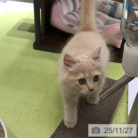 沖縄県のラガマフィン (ペットプラス 沖縄ライカム店/2025年9月21日生まれ/男の子/クリームタビー)の子猫の4枚目の画像