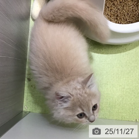 沖縄県のラガマフィン (ペットプラス 沖縄ライカム店/2025年9月21日生まれ/男の子/クリームタビー)の子猫の3枚目の画像