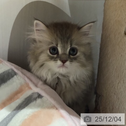 岐阜県のラガマフィン (ペットプラス 各務原店/2025年9月21日生まれ/女の子/ブルーパッチドタビー)の子猫の4枚目の画像