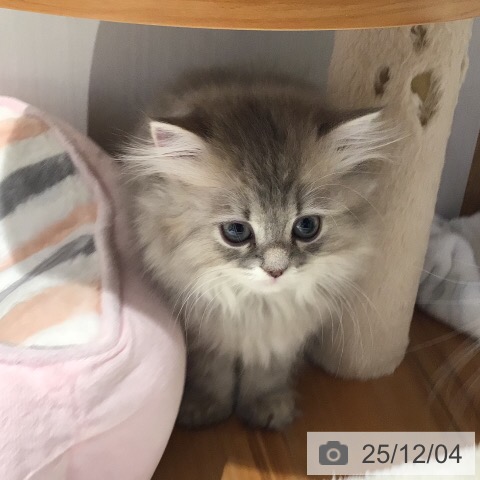 岐阜県のラガマフィン (ペットプラス 各務原店/2025年9月21日生まれ/女の子/ブルーパッチドタビー)の子猫の3枚目の画像