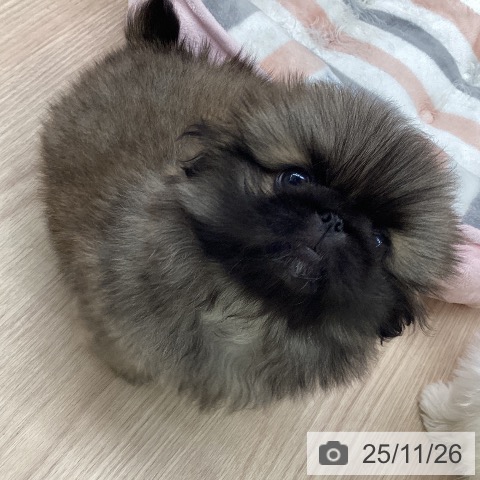 ペキニーズの写真