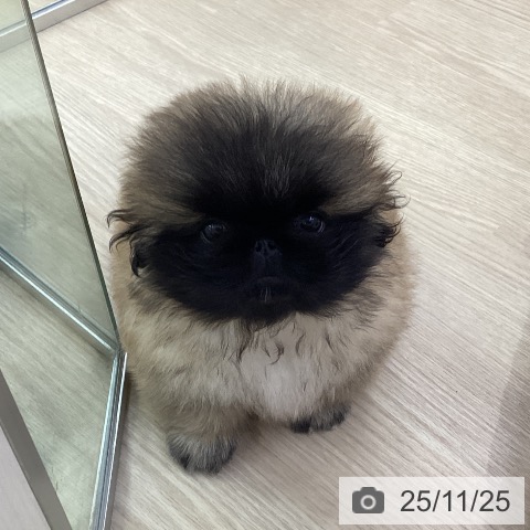 ペキニーズの写真