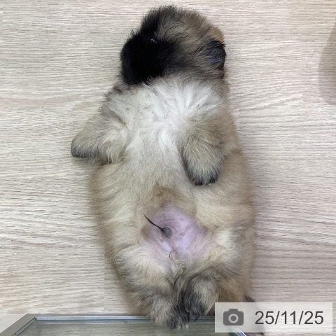 ペキニーズの写真