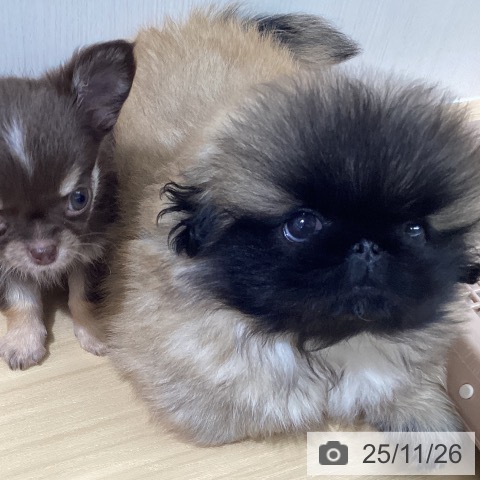 ペキニーズの写真