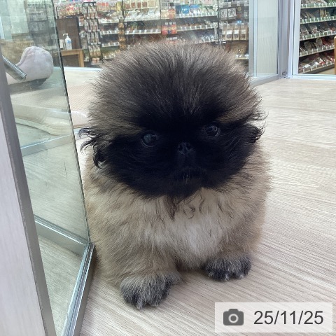 ペキニーズの写真