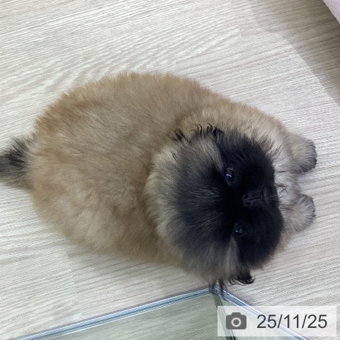 ペキニーズの写真