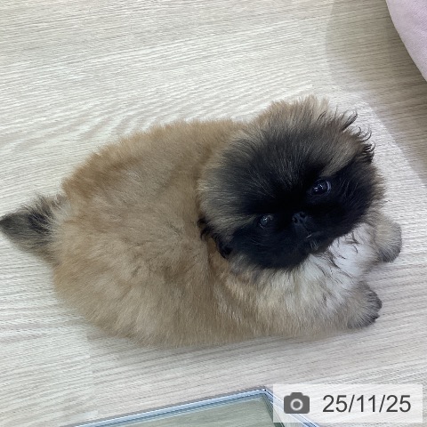 ペキニーズの写真