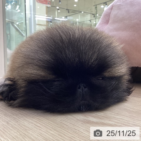 ペキニーズの写真