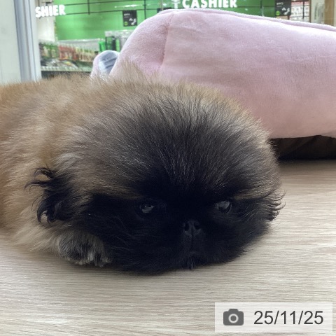 ペキニーズの写真