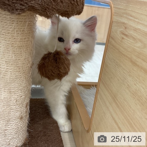 ラグドールの写真