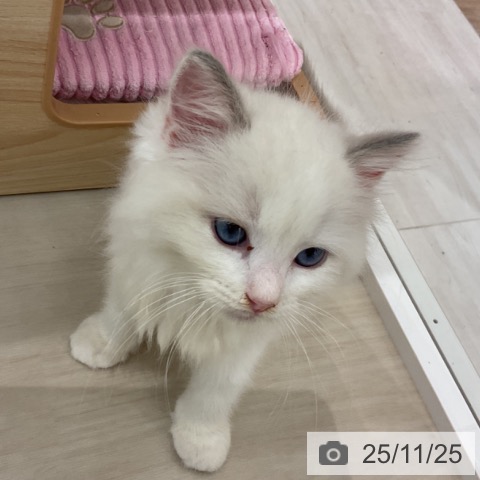 ラグドールの写真