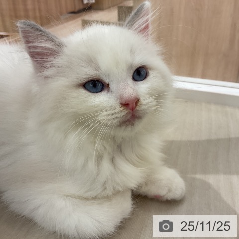 ラグドールの写真