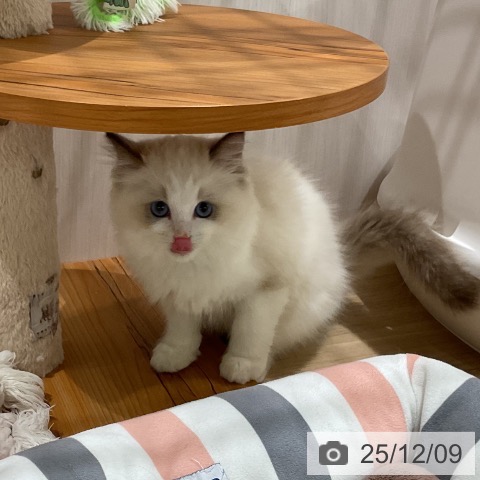 福岡県のラグドール (ペットプラス 八幡東店/2025年9月22日生まれ/女の子/シールポイントバイカラー)の子猫の4枚目の画像