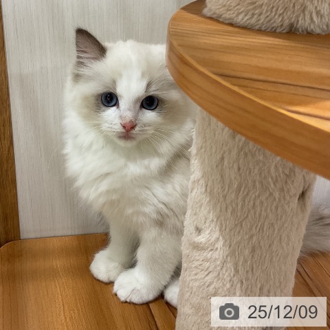 福岡県のラグドール (ペットプラス 八幡東店/2025年9月22日生まれ/女の子/シールポイントバイカラー)の子猫の3枚目の画像