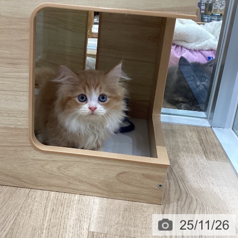 ミヌエットの写真