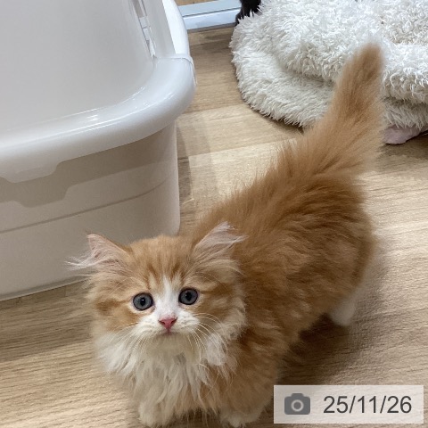 ミヌエットの写真