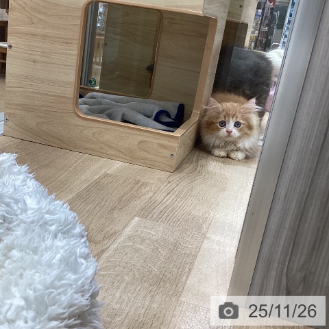 ミヌエットの写真