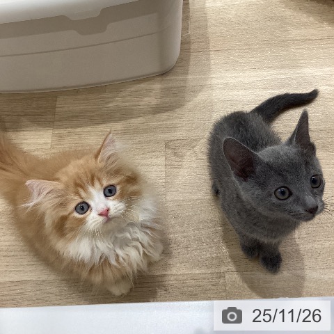 ミヌエットの写真