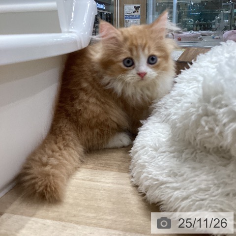 ミヌエットの写真