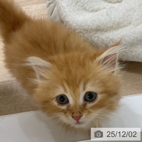 福岡県のラガマフィン (ペットプラス 香椎浜店/2025年9月18日生まれ/男の子/レッドタビー)の子猫の4枚目の画像