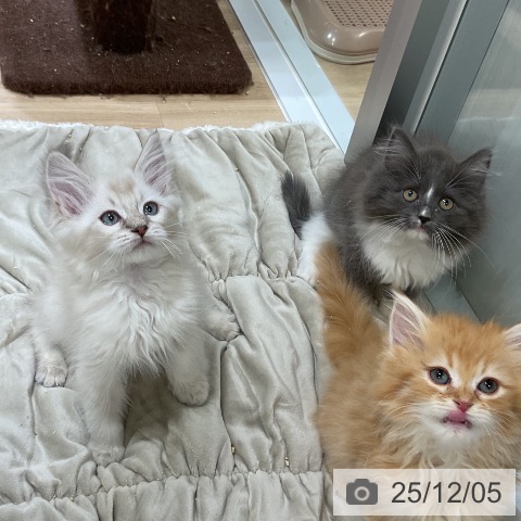 福岡県のラガマフィン (ペットプラス 香椎浜店/2025年9月18日生まれ/男の子/レッドタビー)の子猫の3枚目の画像