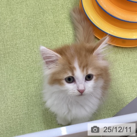 三重県のラガマフィン (ペットプラス 津南店/2025年9月18日生まれ/女の子/レッドタビーホワイト)の子猫の4枚目の画像