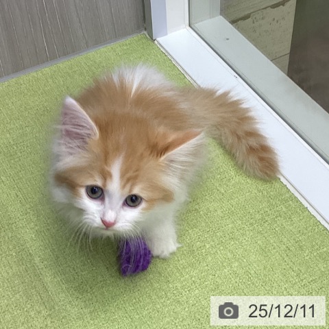 三重県のラガマフィン (ペットプラス 津南店/2025年9月18日生まれ/女の子/レッドタビーホワイト)の子猫の3枚目の画像