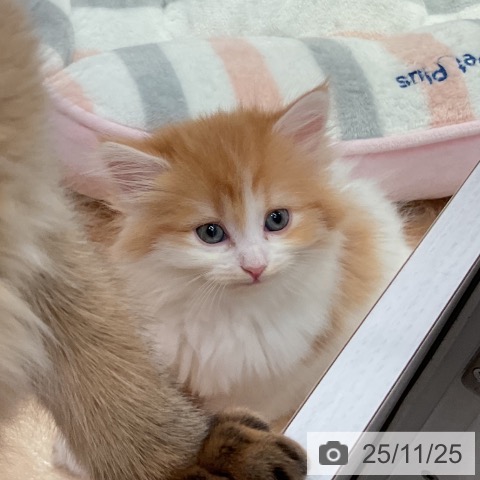 ラガマフィンの写真