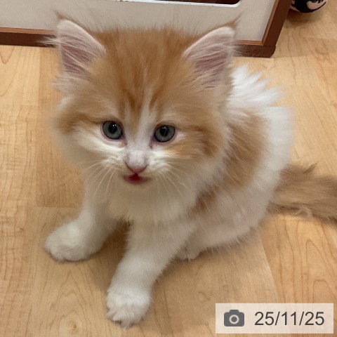 ラガマフィンの写真