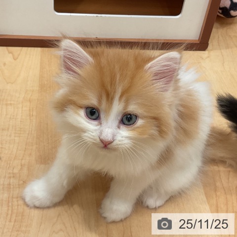 愛知県のラガマフィン (ペットプラス 名古屋茶屋店/2025年9月18日生まれ/女の子/レッドタビーホワイト)の子猫の4枚目の画像