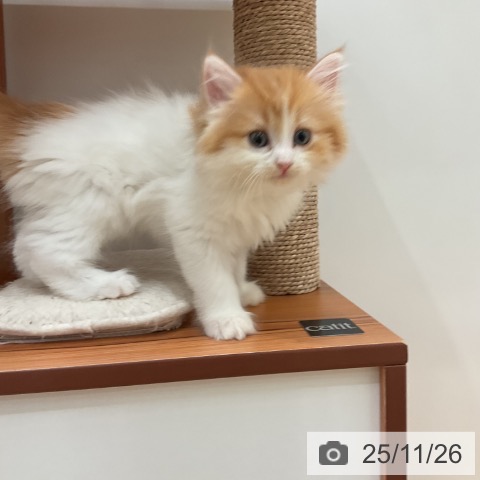 愛知県のラガマフィン (ペットプラス 名古屋茶屋店/2025年9月18日生まれ/女の子/レッドタビーホワイト)の子猫の3枚目の画像