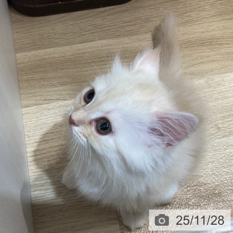 岐阜県のサイベリアン (ペットプラス 各務原店/2025年9月16日生まれ/女の子/クリームタビーホワイト)の子猫の4枚目の画像