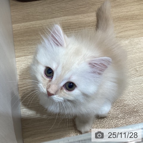 岐阜県のサイベリアン (ペットプラス 各務原店/2025年9月16日生まれ/女の子/クリームタビーホワイト)の子猫の3枚目の画像