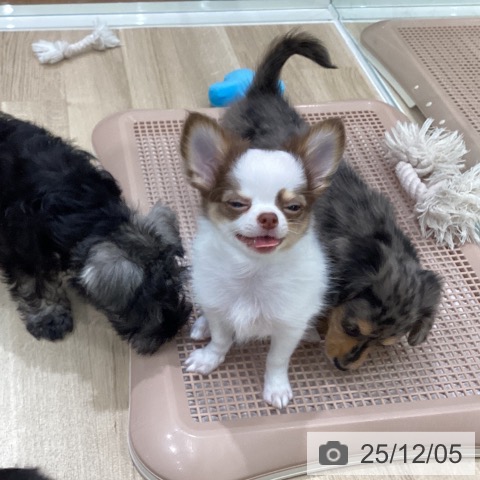 岐阜県のチワワ(ロング) (ペットプラス 各務原店/2025年9月22日生まれ/男の子/ホワイトチョコレートタン)の子犬の4枚目の画像