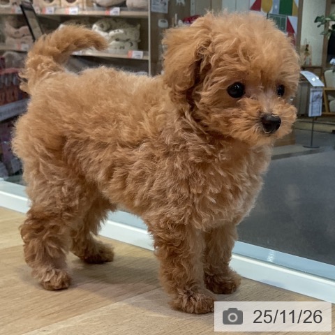 トイ・プードルの写真